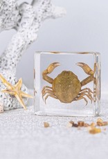 Animaux Spéciaux PAPIER DE PRESSE - Crabe , 4X4cm
