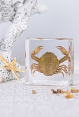 Animaux Spéciaux PRESSE PAPER - Crab , 4X4cm