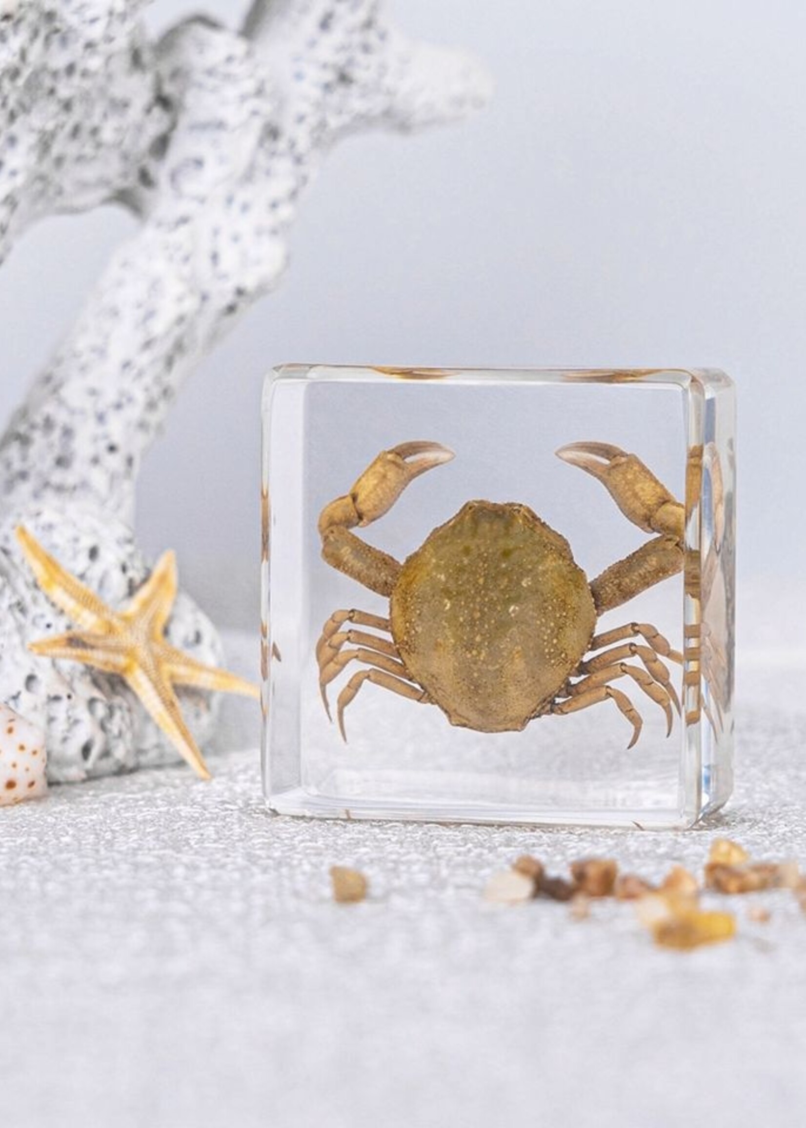 Animaux Spéciaux PRESSE-PAPIER - Krab , 4X4cm