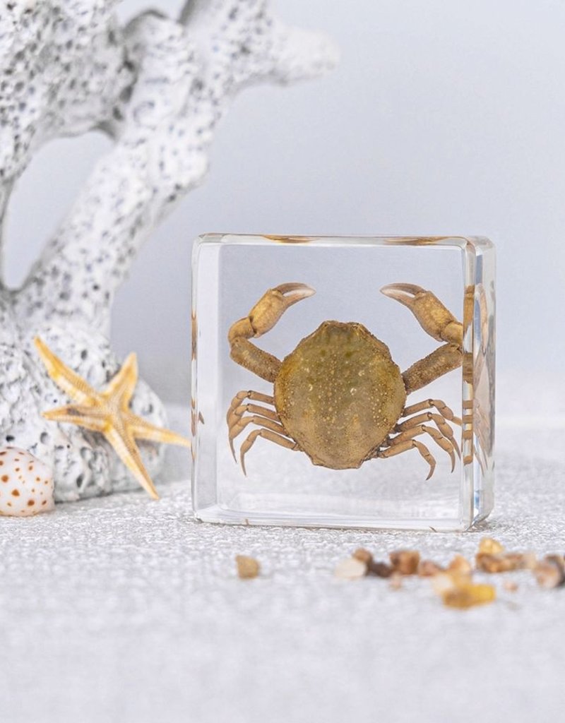 Animaux Spéciaux PAPIER DE PRESSE - Crabe , 4X4cm