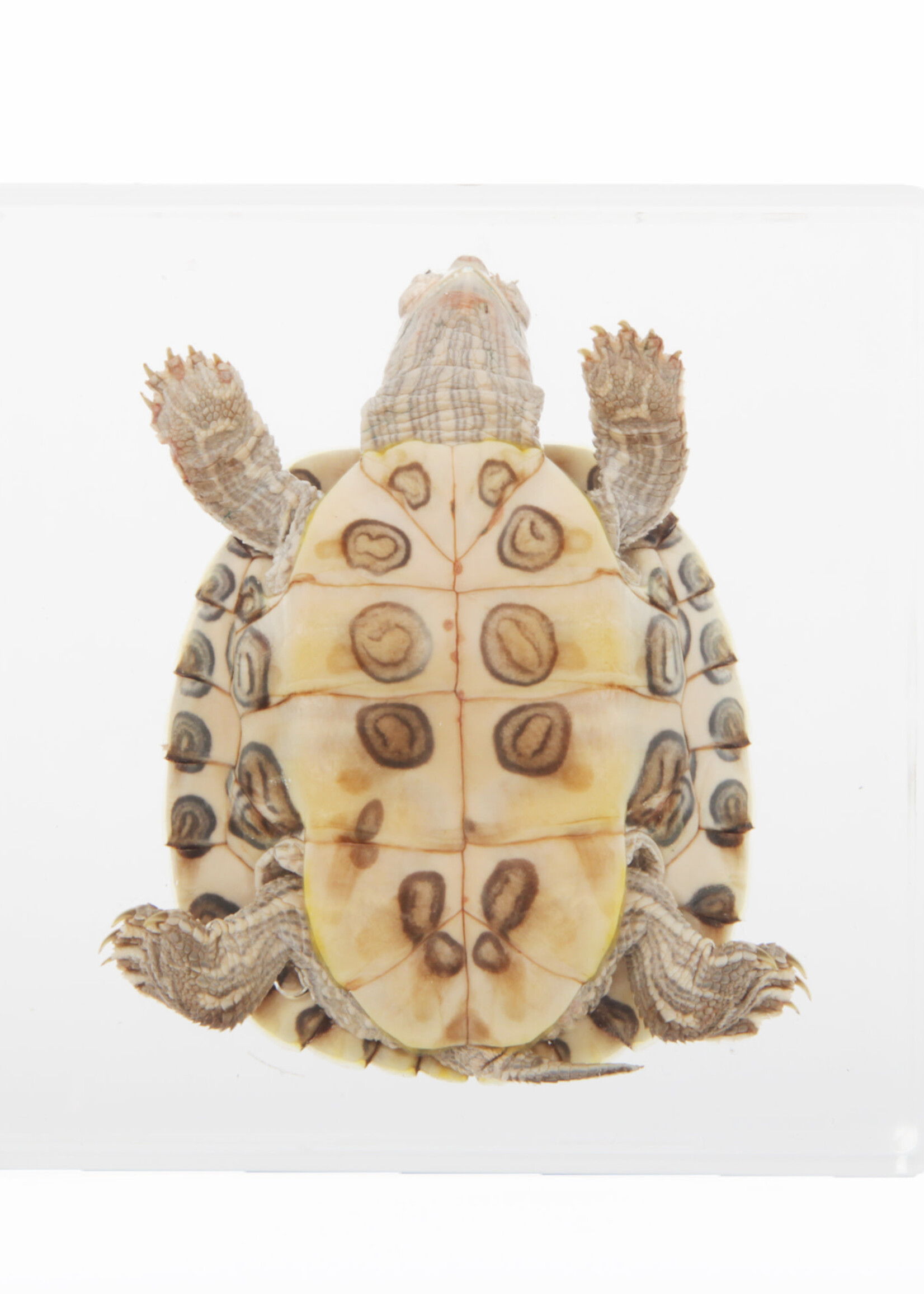 Animaux Spéciaux PRESSE-PAPIER - Schildpad