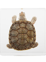 Animaux Spéciaux PRESSE PAPER - Turtle