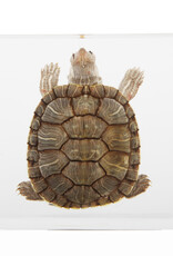 Animaux Spéciaux PRESSE PAPER - Turtle