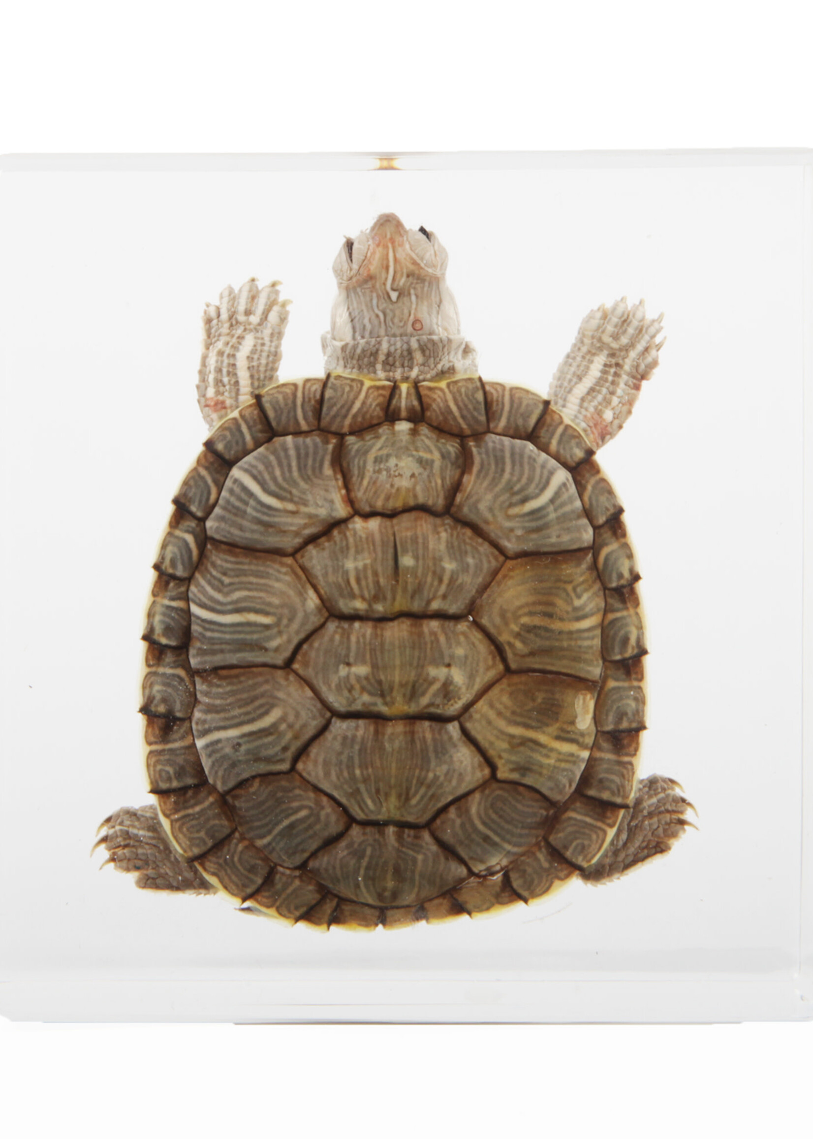 Animaux Spéciaux PRESSE PAPER - Turtle