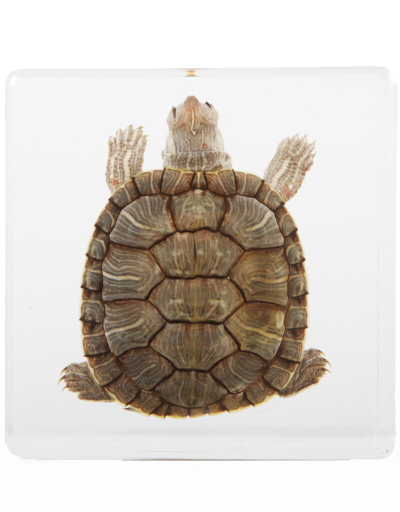 Animaux Spéciaux PRESSE PAPER - Turtle