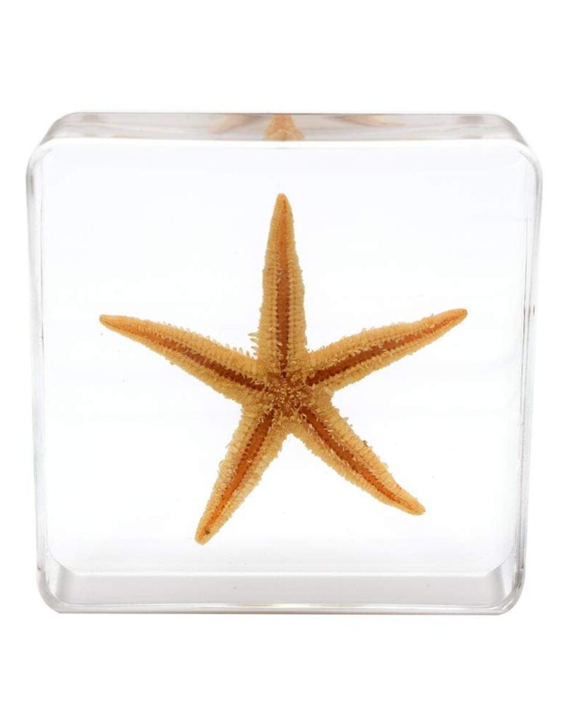 Animaux Spéciaux PRESSE PAPER - Starfish, 4x4cm