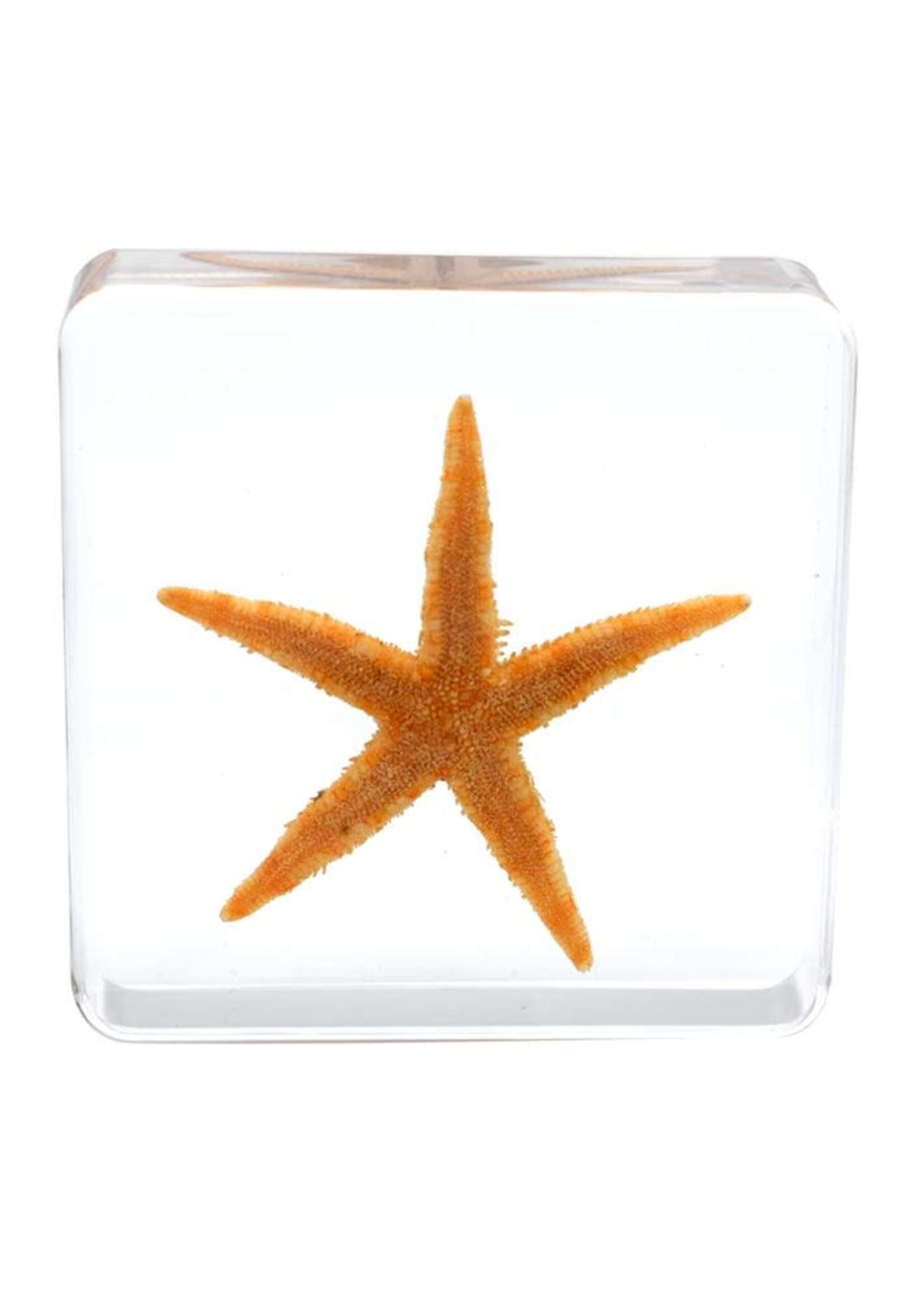 Animaux Spéciaux PRESSE PAPER - Starfish, 4x4cm