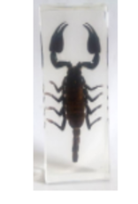 Animaux Spéciaux PAPERWEIGHT - Scorpion (m)