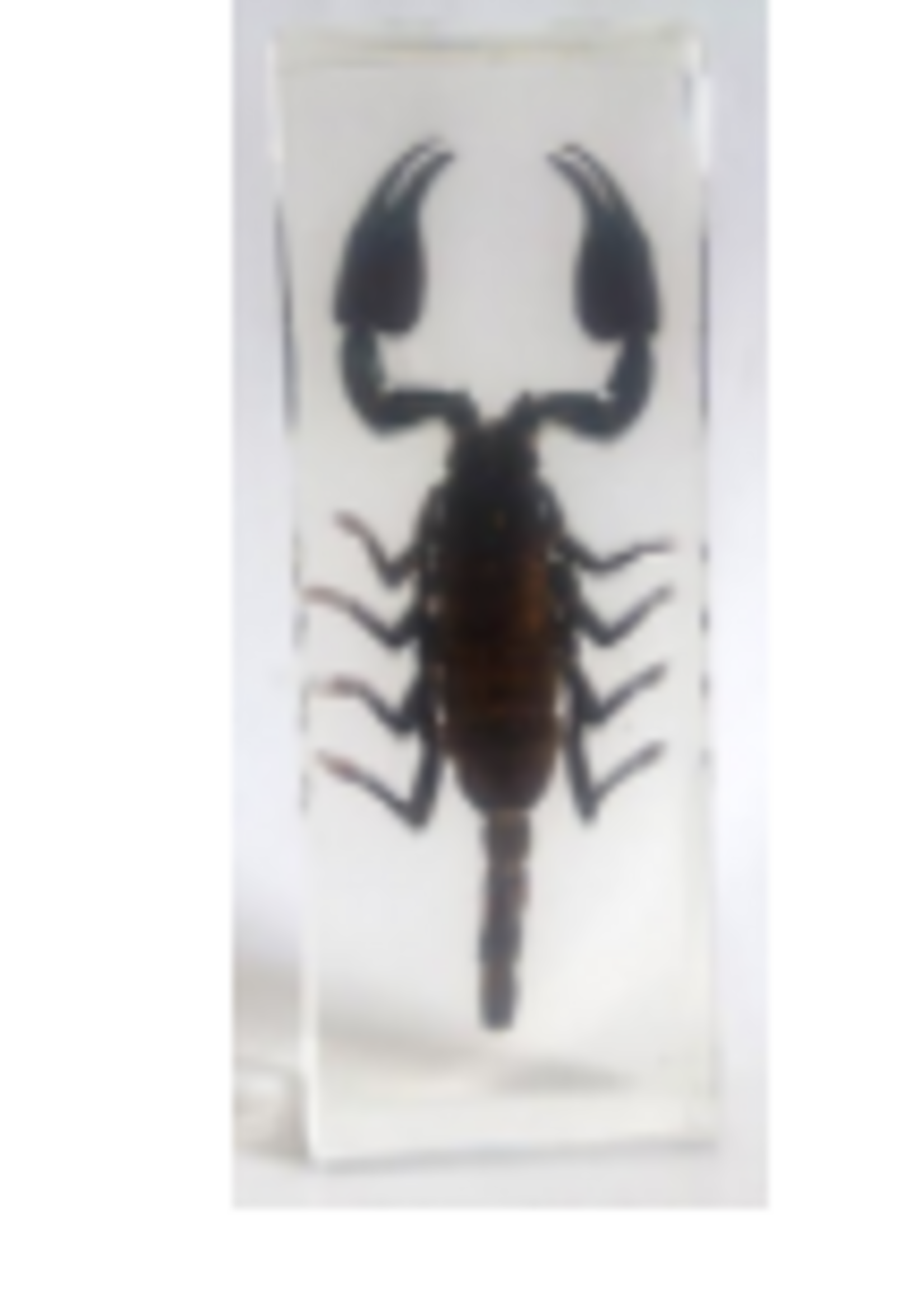 Animaux Spéciaux PRESSE-PAPIER - Scorpion (m)