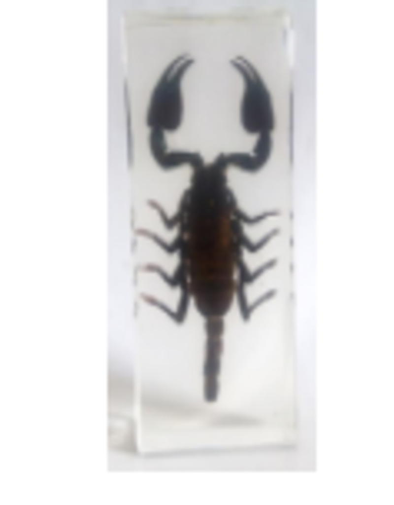 Animaux Spéciaux PAPERWEIGHT - Scorpion (m)