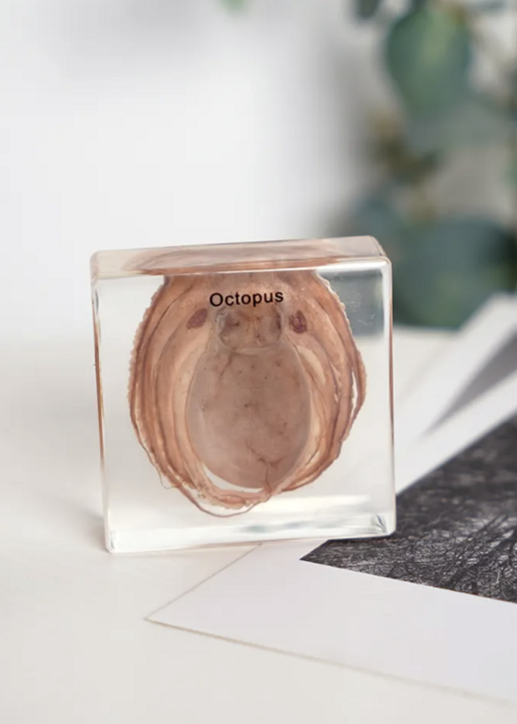 Animaux Spéciaux PRESSE-PAPIER - Octopus, 8 x 8 x 2,5cm
