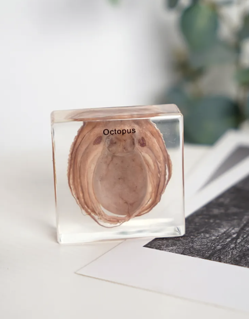 Animaux Spéciaux PRESSE-PAPIERS – Poulpe, 8 x 8 x 2,5 cm