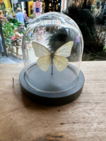 Animaux Spéciaux STOLPJE- witte vlinder/ Appias albina