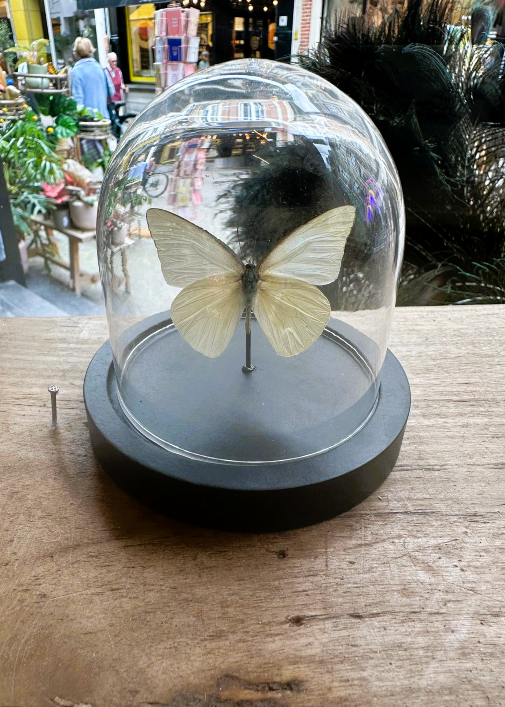 Animaux Spéciaux PETIT DÔME- papillon blanc/ Appias albina