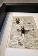 Animaux Spéciaux Vintage Insect Art in Shadow Box Frame - green beetle