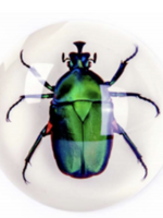 Animaux Spéciaux PRESSE-PAPIER ROND - Groene Mestkever