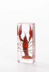 Animaux Spéciaux Paperweight – Red Swamp Crayfish