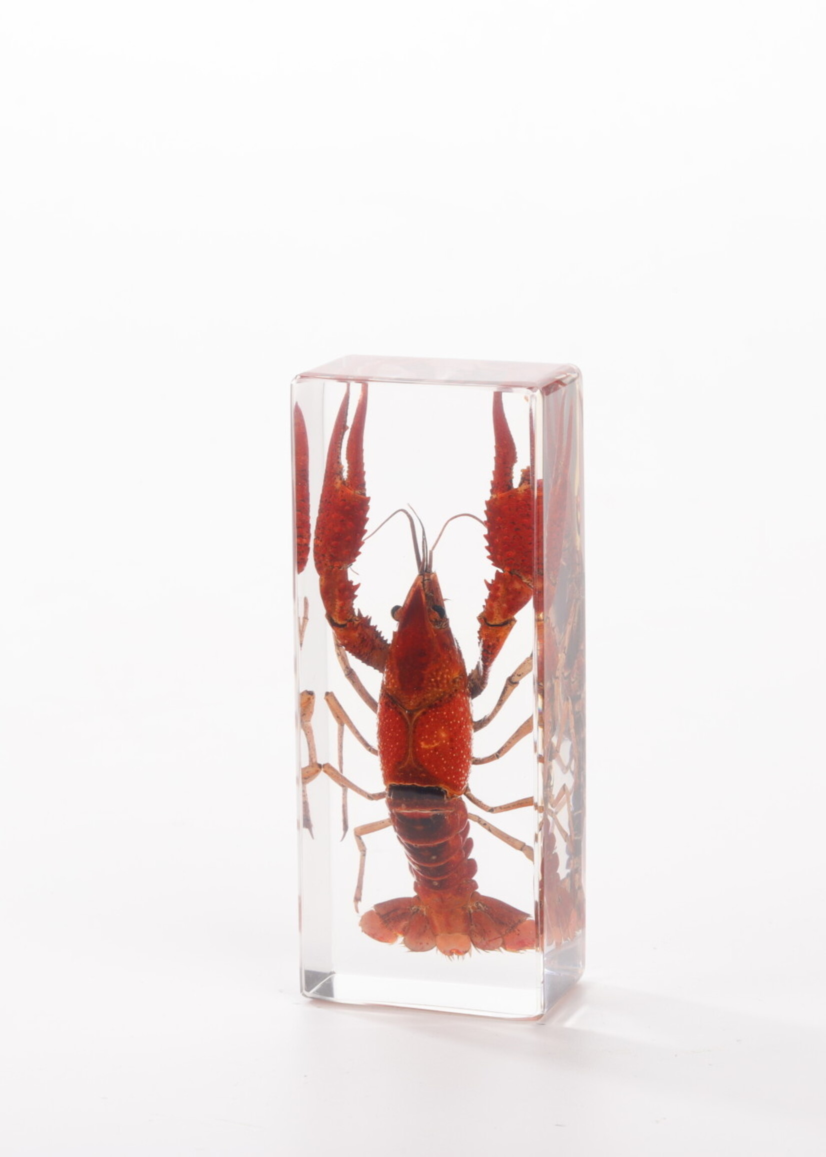 Animaux Spéciaux Paperweight – Red Swamp Crayfish