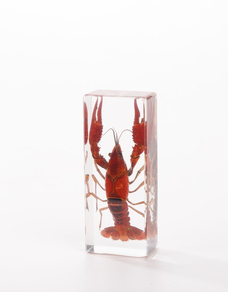 Animaux Spéciaux Paperweight – Red Swamp Crayfish