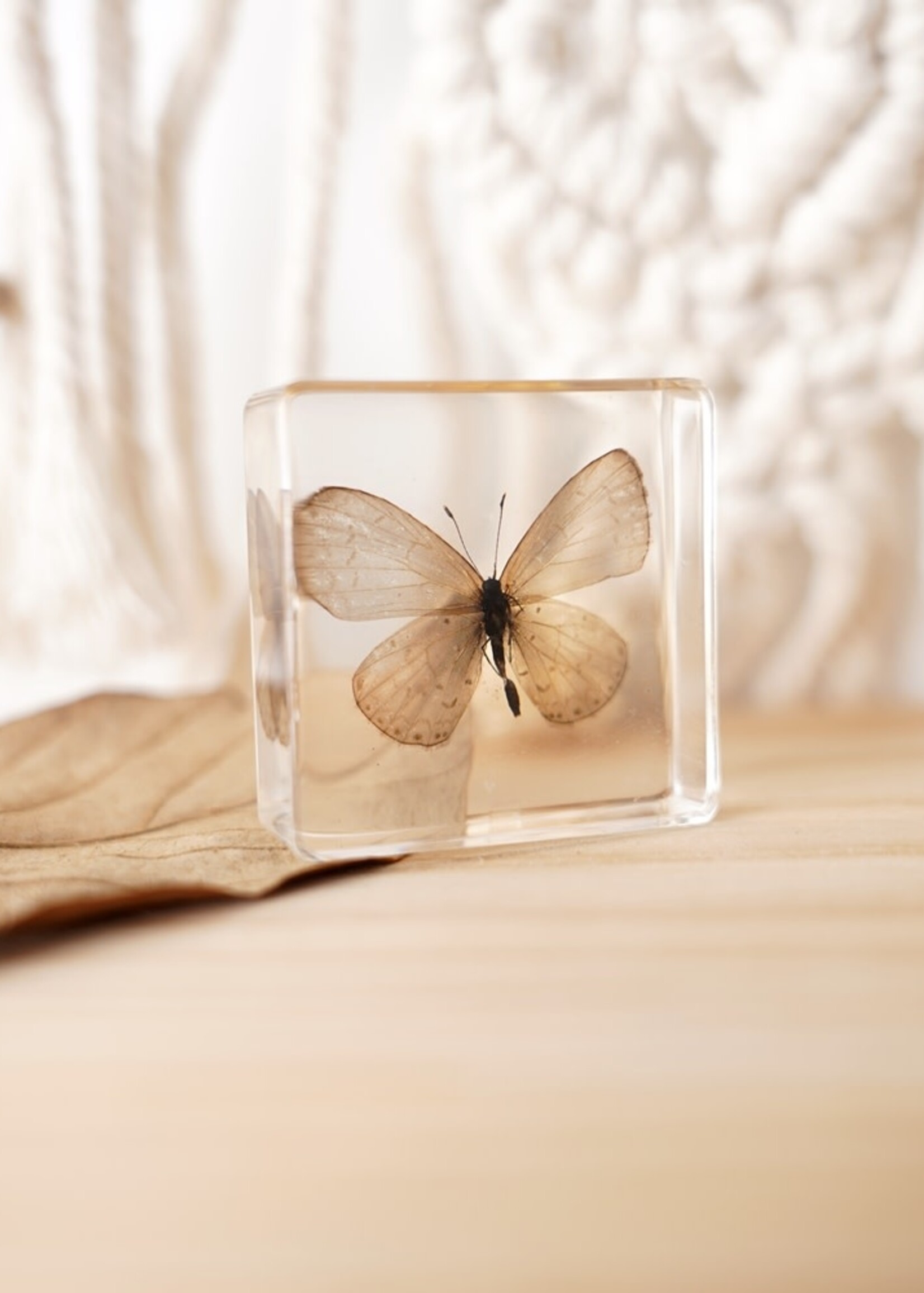 Animaux Spéciaux Presse-papier avec papillon blanc dans un bloc de résine claire – décoration naturelle (38×38×14 mm)