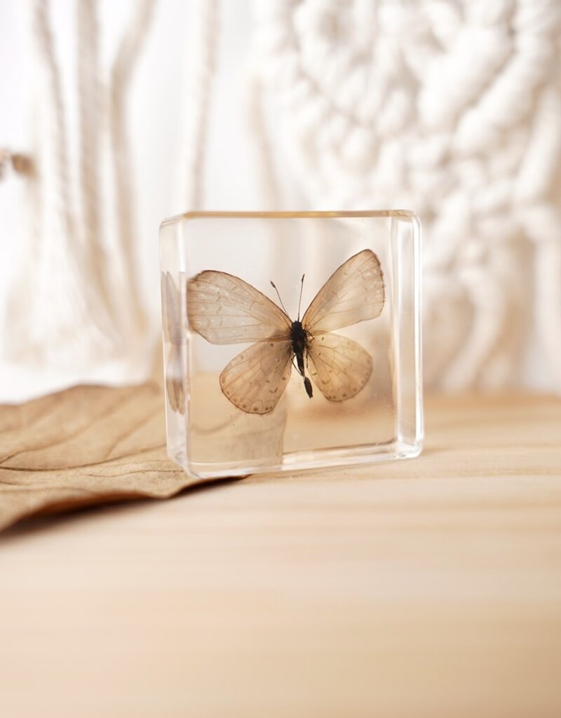 Animaux Spéciaux Presse-papier avec papillon blanc dans un bloc de résine claire – décoration naturelle (38×38×14 mm)