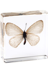 Animaux Spéciaux Presse-papier avec papillon blanc dans un bloc de résine claire – décoration naturelle (38×38×14 mm)