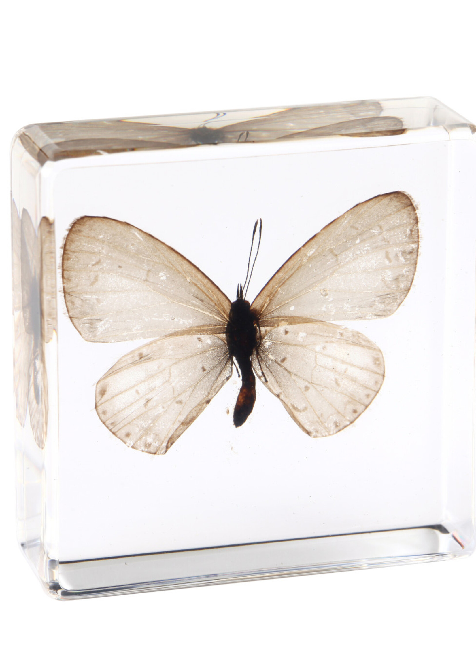Animaux Spéciaux Presse-papier met witte vlinder in helder harsblok – natuurdecoratie (38×38×14 mm)