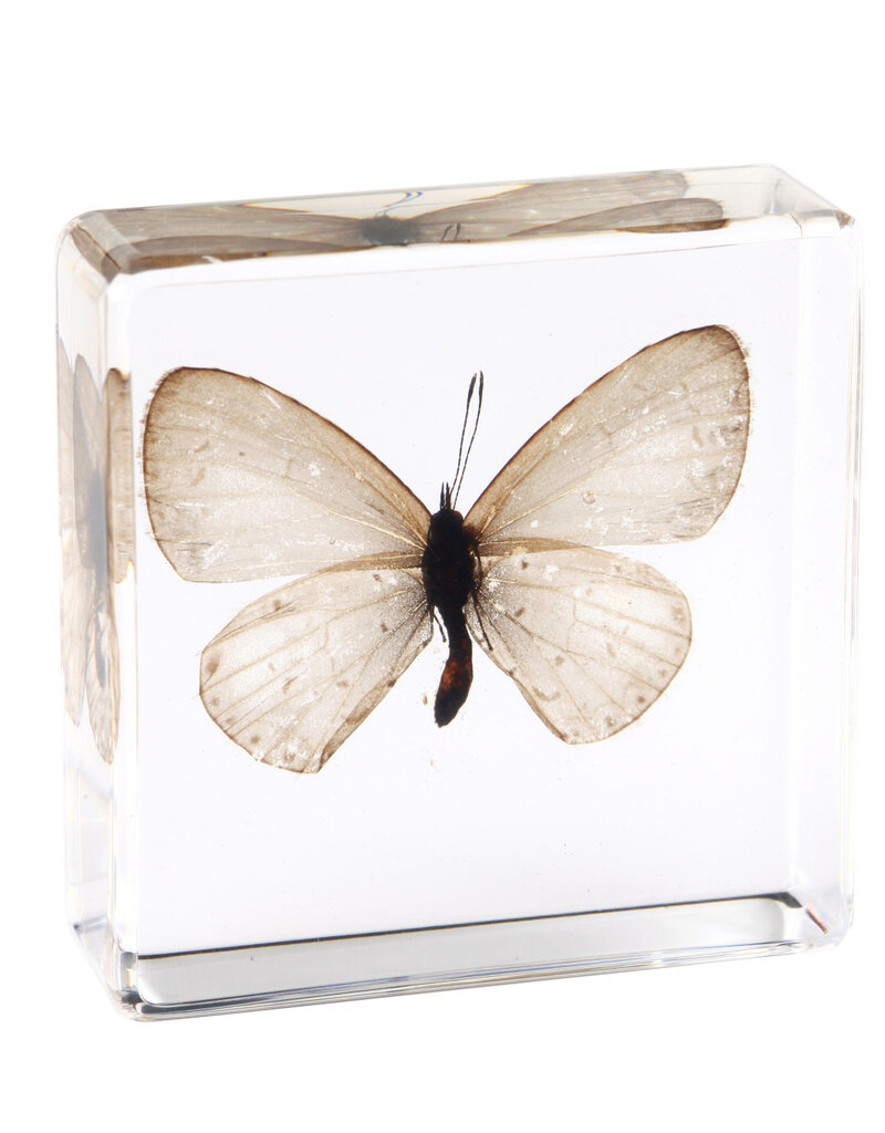 Animaux Spéciaux Paperweight with white butterfly in clear resin block – natural décor (38×38×14 mm)