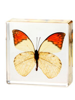 Animaux Spéciaux PRESSE-PAPIER - Vlinder Hebomoia glaucippe Delias pasithoe, 10 x 10 x 2cm