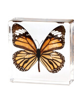Animaux Spéciaux Copy of PRESSE-PAPIER - Graphium sarpedon Linnaeue, 8x8x2cm