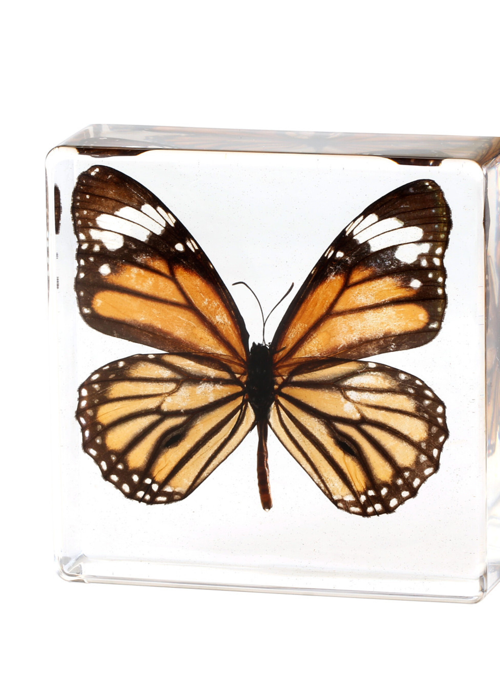 Animaux Spéciaux Copy of PRESSE-PAPIER - Graphium sarpedon Linnaeue, 8x8x2cm
