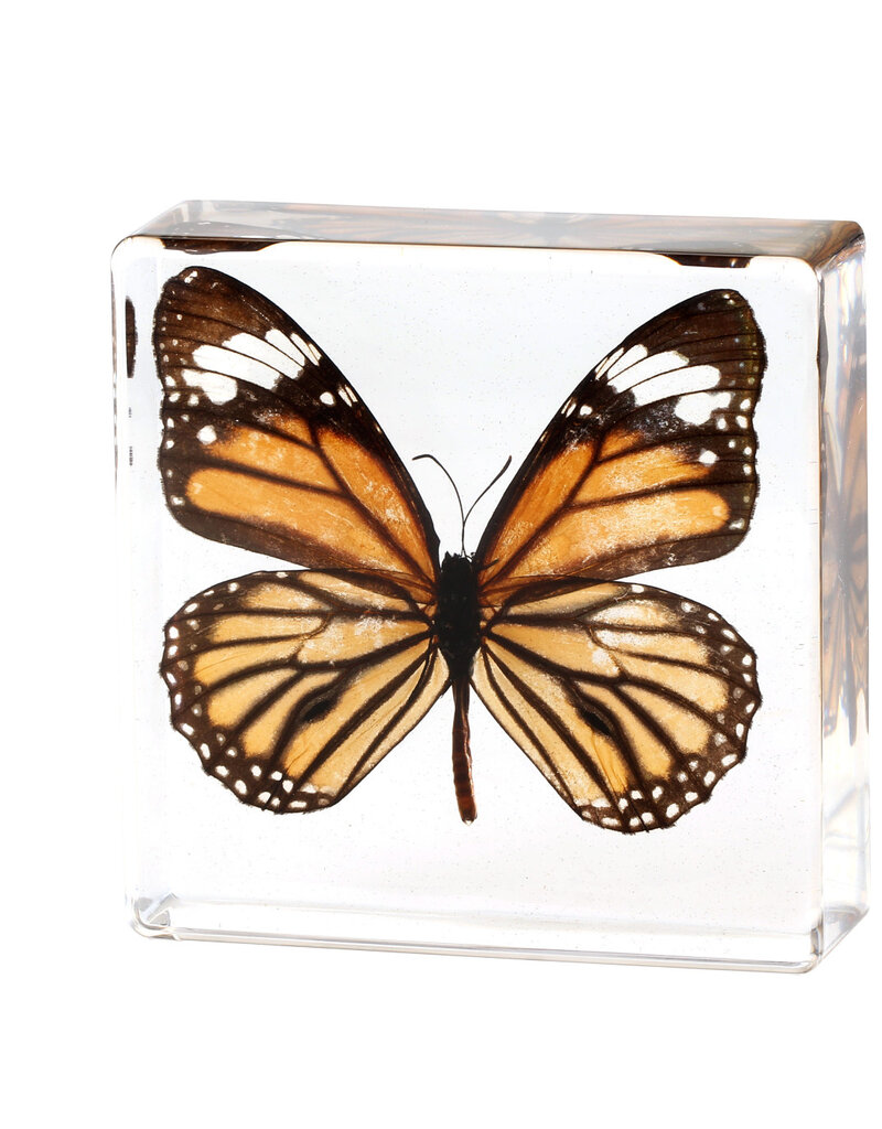 Animaux Spéciaux PRESSE-PAPIER - Danaus genutia, 75x75x20mm