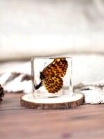 Animaux Spéciaux PRESSE-PAPIER - Vlinder (laterale vleugels), 4x4cm