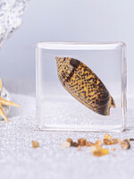 Animaux Spéciaux PRESSE-PAPIER - SCHELP, Olijfschelp, 4x4cm