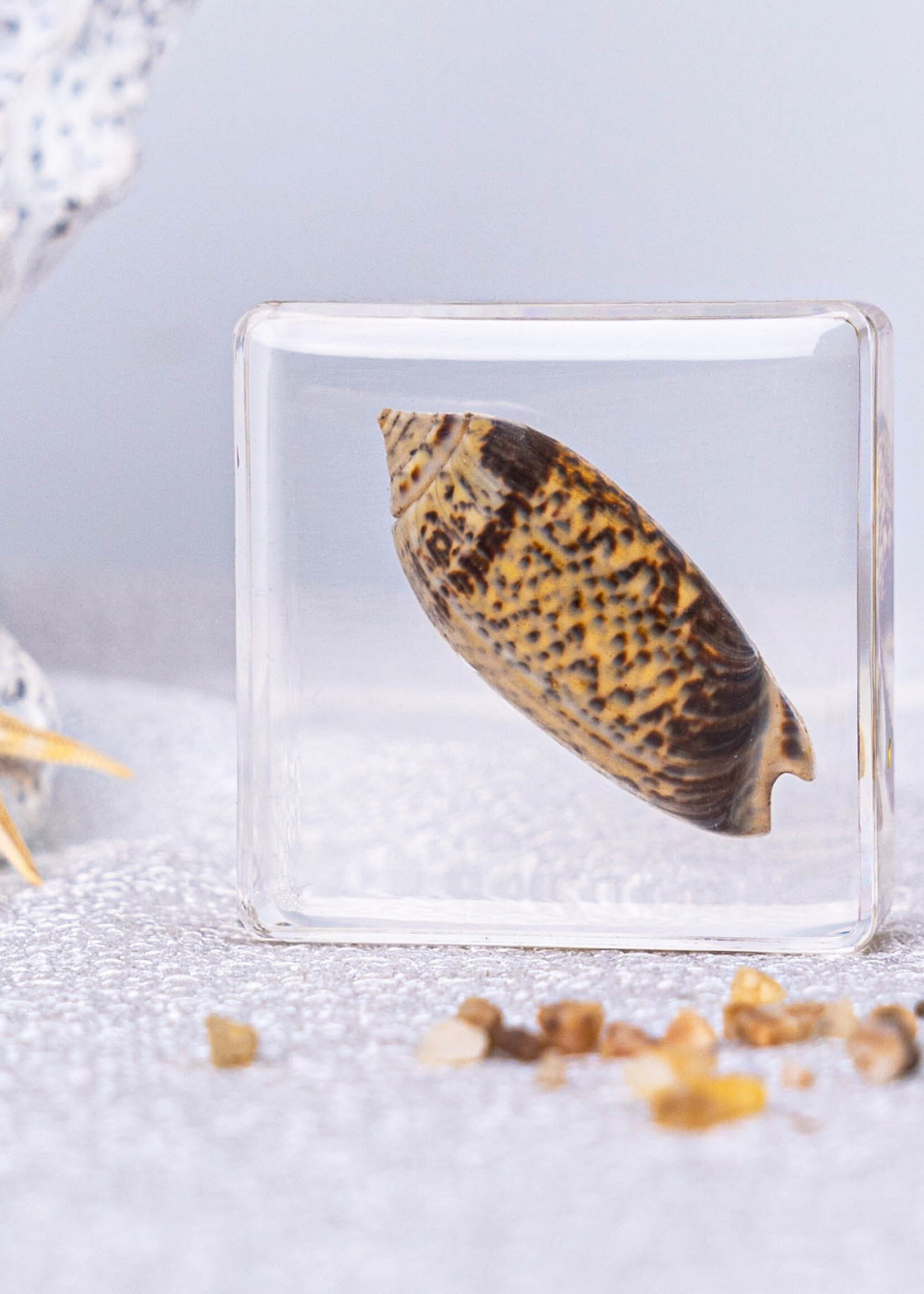 Animaux Spéciaux PRESSE-PAPIER - SCHELP, Olijfschelp, 4x4cm