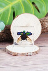 Animaux Spéciaux Paperweight with iridescent green beetle, open wings – insect in resin block (4×4 cm)