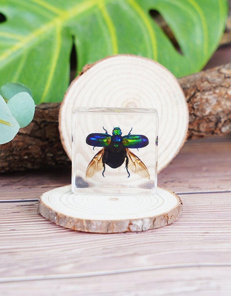 Animaux Spéciaux Paperweight with iridescent green beetle, open wings – insect in resin block (4×4 cm)