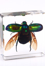 Animaux Spéciaux Paperweight with iridescent green beetle, open wings – insect in resin block (4×4 cm)