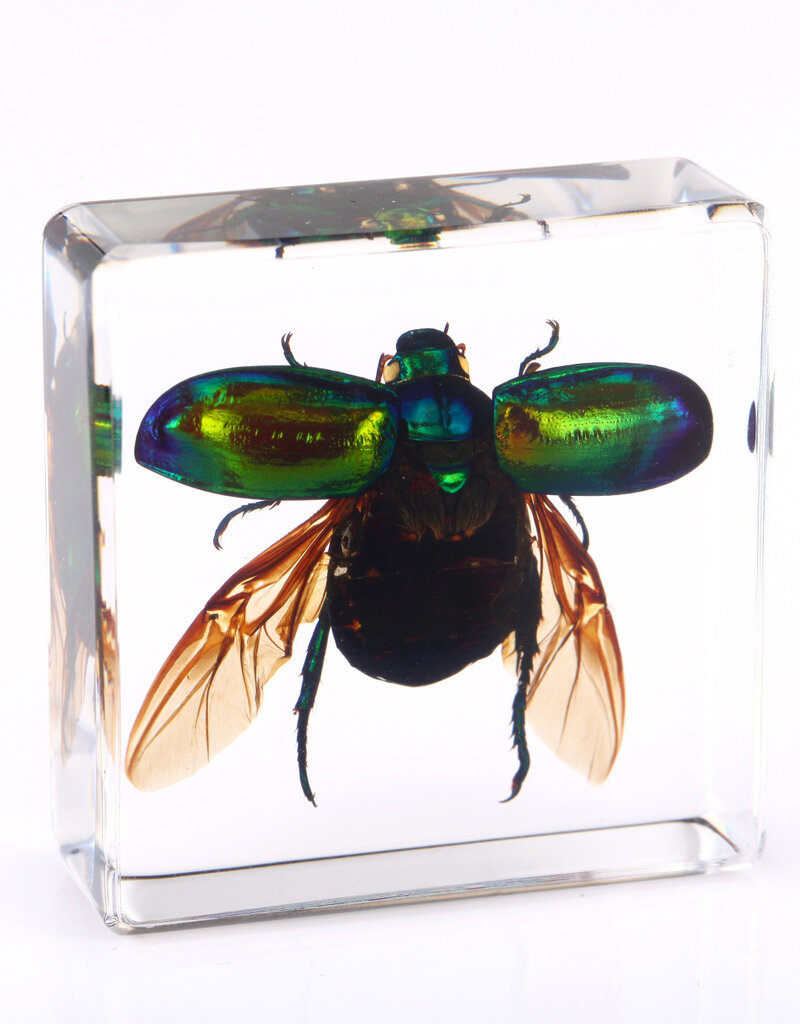 Animaux Spéciaux Paperweight with iridescent green beetle, open wings – insect in resin block (4×4 cm)
