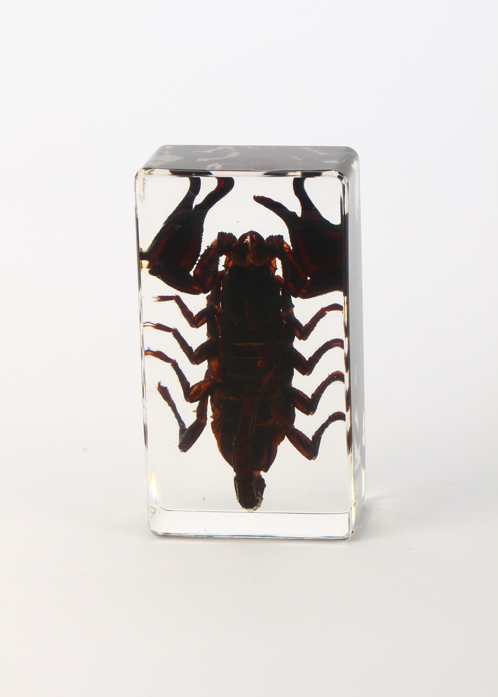 Animaux Spéciaux PRESSE-PAPIER - Zwarte schorpioen, 7x4x2cm