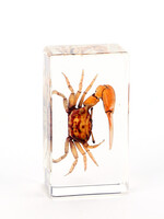 Animaux Spéciaux PRESSE-PAPIER - Tijgerkrab, 7x4x2cm