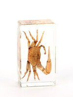 Animaux Spéciaux PRESSE-PAPIER - Wenkkrab, 7x4x2cm