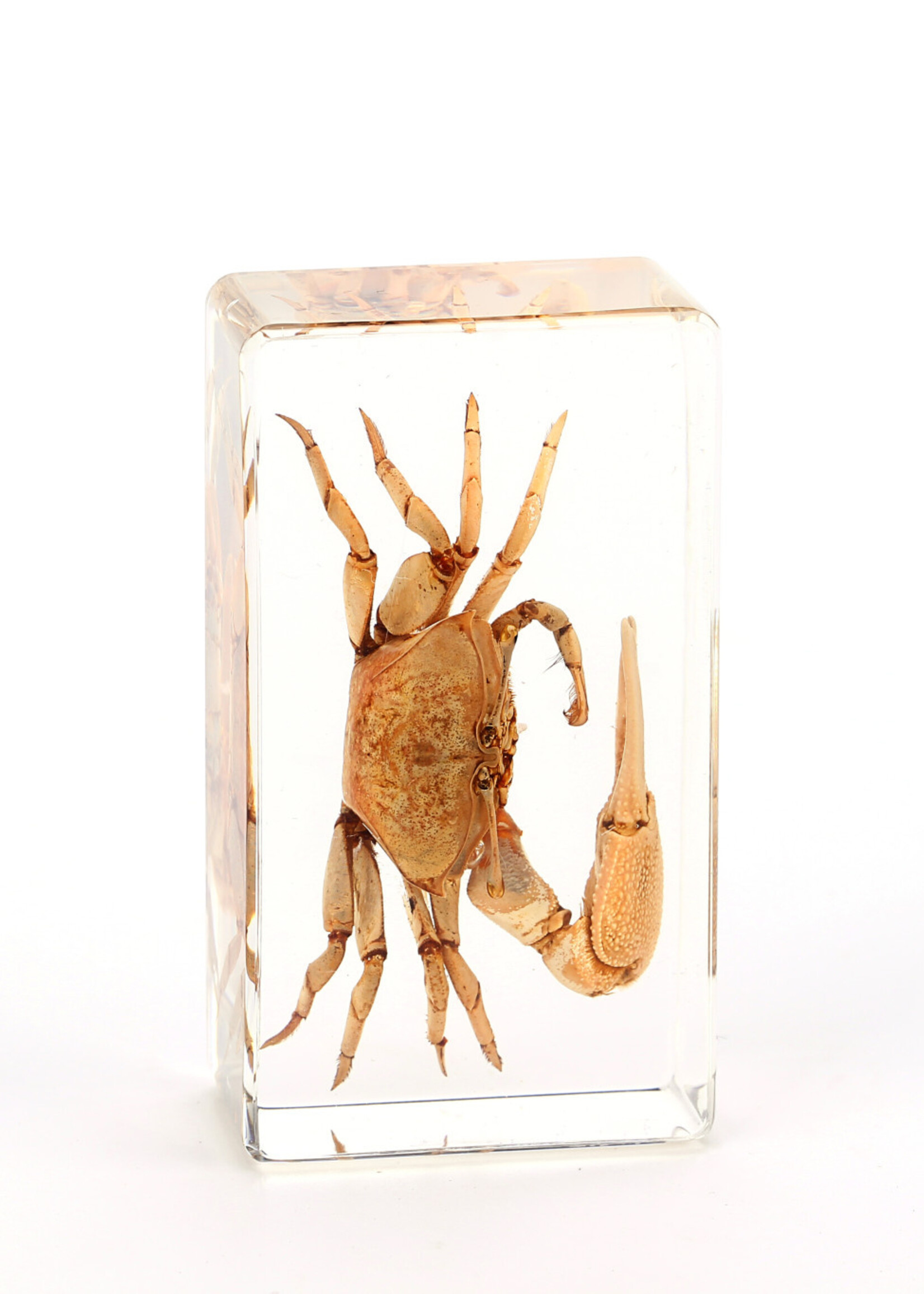 Animaux Spéciaux Copy of PRESSE-PAPIER - Lichtblauwe soldaatkrab, 7x4x2cm