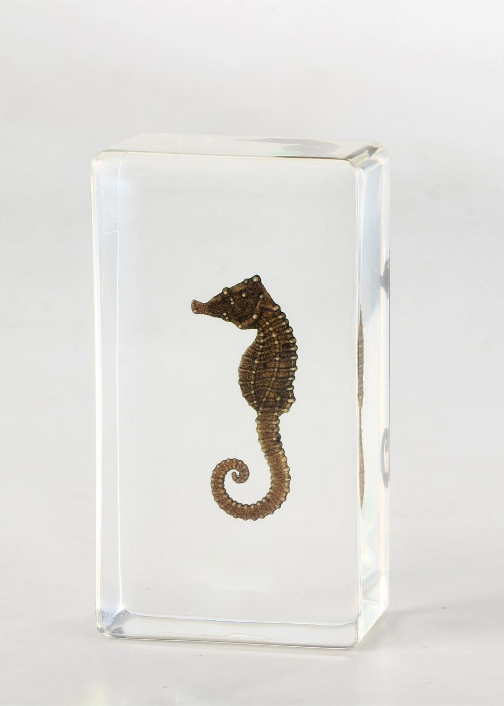 Animaux Spéciaux PRESSE-PAPIER - hippocampe, 7x4x2cm