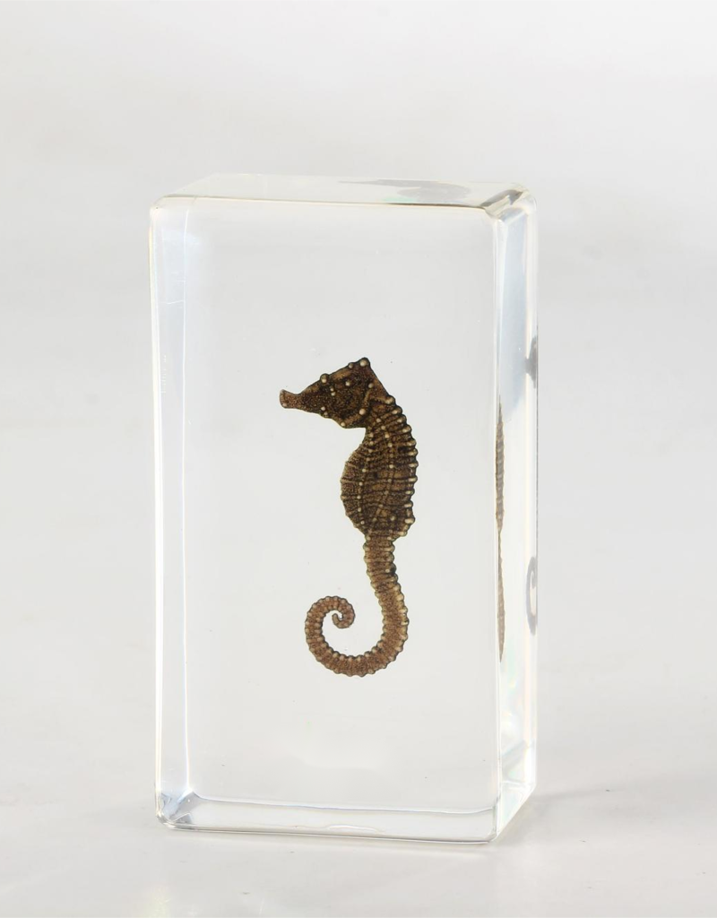 Animaux Spéciaux PRESSE-PAPIER - seahorse, 7x4x2cm