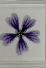 Animaux Spéciaux PRESSE-PAPIER - Kaasjeskruid, 75x75x15cm