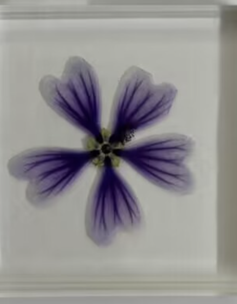 Animaux Spéciaux PRESSE-PAPIER - Kaasjeskruid, 75x75x15cm