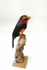 Animaux Spéciaux mounted black-banded barbet