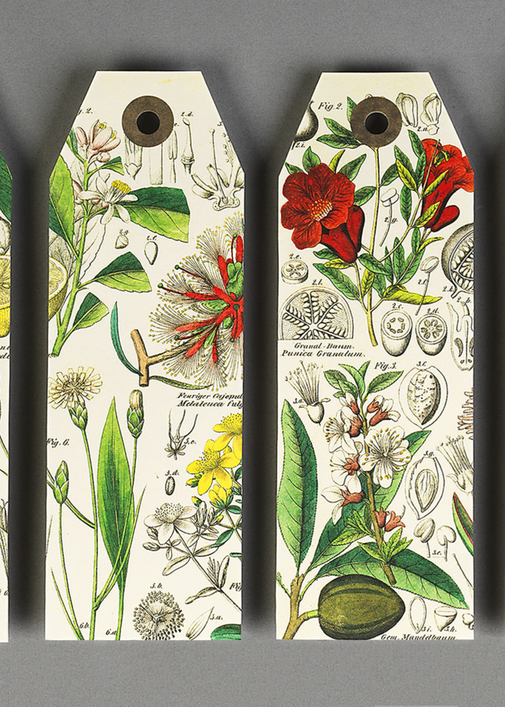 The Pepin Press Copy of Paper Craft Book: NATURAL HISTORY