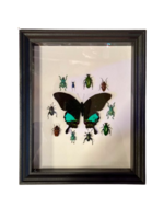 Animaux Spéciaux Antieke Kader - Around The Beetles Karna